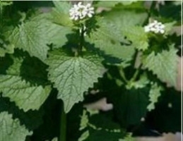 Garlic Mustard
