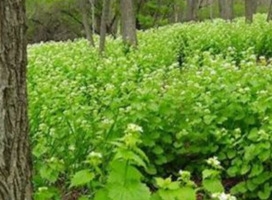 Garlic Mustard