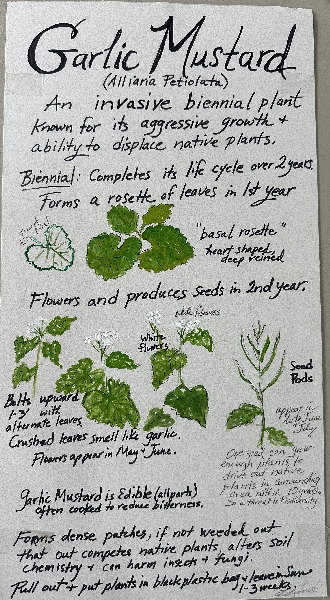 Garlic Mustard
