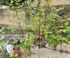 Japanese Knotweed