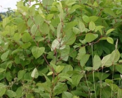 Japanese Knotweed