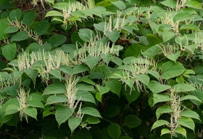 Japanese Knotweed