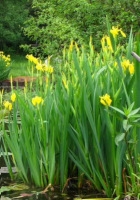 Yellow Flag Iris